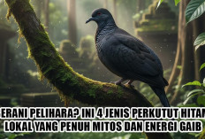 Berani Pelihara? Ini 4 Jenis Perkutut Hitam Lokal yang Penuh Mitos dan Energi Gaib