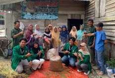 Mahasiswa KKN Universitas Andalas Edukasi Pemanfaatan Jerami Padi sebagai Pakan, Petani Nagari Cupak Sumringah
