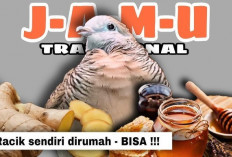 Rahasia Perkutut Juara! 5 Resep Jamu Tradisional yang Sudah Terbukti Manjur Bikin Burung Gacor dan Rajin Bunyi