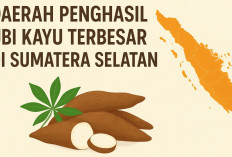 Spektakuler! Inilah 7 Daerah Penghasil Ubi Kayu Terbesar di Sumsel, Suplai Singkong Hingga ke Pasar Nasional