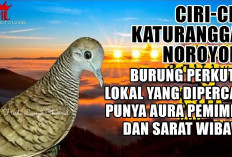 Ciri-ciri Katuranggan Noroyono, Burung Perkutut Lokal yang Dipercaya Punya Aura Pemimpin dan Sarat Wibawa