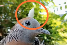 Mengenal Perkutut Katuranggan Panglima, Sang Burung Berjambul Pebuh Wibawa dan Pembawa Rezeki Berlimpah