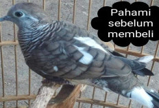 Kenali Perkutut Blorok! Si Cantik dengan Motif Acak yang Eksotis