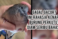 Gagal Gacor? Ini Rahasia Kenapa Burung Perkutut Kamu Diam Seribu Bahasa