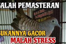 Rahasia Burung Gacor! Teknik Pemasteran Perkutut dan Rutinitas Harian Agar Siap Lomba Setiap Saat