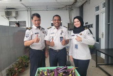 Optimalisasi Lahan, Rutan Kelas I Palembang Sukses Panen Terong dan Kangkung di Area Ketahanan Pangan