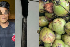 Curi Kelapa Muda, Pria di Ogan Ilir Ini Masuk Sel