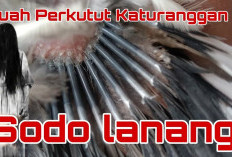 Diburu Kolektor Karena Tuahnya: Perkutut Sodo Lanang, Burung Mistis Setara dengan Keris Pusaka Penolak Santet