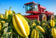 5 Daerah Penghasil Buah Belimbing Terbanyak di Sumatera Selatan Tahun 2025!