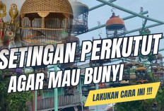 Cara Seting Perkutut di Arena Lomba agar Selalu Juara, Sepele Tapi Penting 
