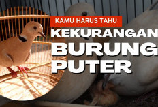 WAJIB TAHU! Ini Dia Sisi Lain Kekurangan Burung Puter yang Jarang Diketahui Penghobi