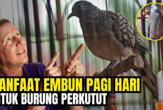 3 Manfaat Ajaib Terapi Pengembunan untuk Perkutut Kesayangan Kamu!