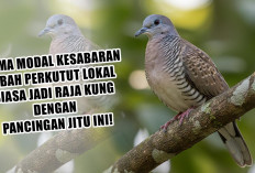 Cuma Modal Kesabaran Ubah Perkutut Lokal Biasa Jadi Raja Kung dengan Pancingan Jitu Ini!