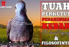 Mau Rezeki Mengalir Deras? Ini Ciri Perkutut Daringan Kebak Asli yang Wajib Anda Pelihara