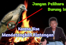 Perkutut Brahma Kala, Antara Mitos dan Kenyataan: Benarkah Berbahaya Dipelihara di Rumah?