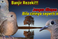 INGAT! Hanya Burung Perkutut dengan Ciri Ini yang Bawa Keberuntungan dan Tolak Bala Menurut Primbon Jawa