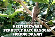 Antara Burung Perkutut Surung Drajat dan Junjung Drajat, Mana yang Bisa Bikin Cepat Naik Jabatan?