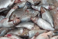 Ribuan Ikan Mas Mati, Ini Penyebab Budidaya Di Muratara Merugi
