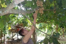 Lawan Hama! Petani OKU Timur Bersiaga Jaga Kebun Duku yang Mulai Berbuah