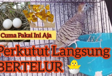 Pemula Wajib Tau! Ini 6 Cara Ampuh Ternak Perkutut agar Cepat Bertelur dan Lebih Produktif