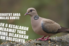 Perkutut Anda Malas Bunyi! Cek 6 Kesalahan Merawat yang Sering Dilakukan dan Solusinya