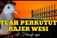 Mengenal Burung Perkutut Rajek Wesi: Ciri Fisik, Tuah Mistis, dan Rahasia Perawatannya yang Bikin Hoki