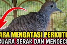 Jangan Sampai Perkututmu Serak! Ini 9 Cara Merawat Suara Perkutut agar Tetap Merdu, Jernih dan Nyaring