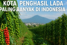 7 Kota Penghasil Lada Paling Banyak di Indonesia, Produksinya Sampai Tembus Pasar Internasional!