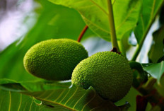 5 Daerah Penghasil Sukun Terbesar dan Potensi Unggulan di Sumatera Selatan Tahun 2025!