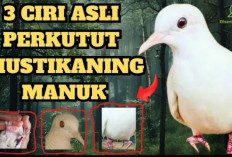 Perkutut Katuranggan Mustikaning Manuk, Burung Legendaris dengan Kicauan Sakti yang Memikat Hati Kolektor