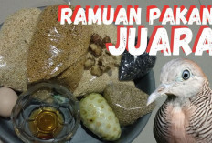 5 Jenis Pakan Unggulan Burung Perkutut, Makin Gacor dengan Stamina Prima