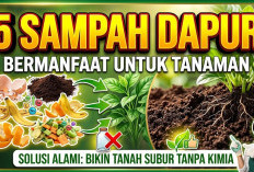 5 Sampah Dapur yang Bermanfaat untuk Tanaman, Solusi Alami Bikin Tanah Subur Tanpa Kimia