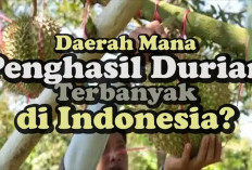 Bukan Sumatera Selatan Juaranya, Ini Daftar 10 Provinsi Penghasil Durian Terbanyak di Indonesia Tahun 2025