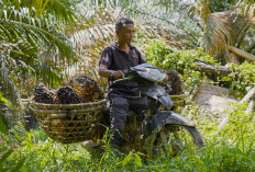 Akses Jalan 2 KM TMMD 128 Harapan Baru Warga Lubuk Tampang Lahat Tingkatkan Ekonomi 