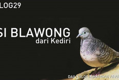 Bukan Sihir, Tapi Suara Perkutut Blawong Emang Bikin Bulu Kuduk Berdiri!