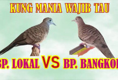 Satu Bersuara Emas, Satu Bertuah Gaib! Ini Perbedaan Perkutut Bangkok vs Lokal, Bikin Kolektor Dilema Berat!