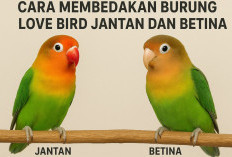 Serupa Tapi Tak Sama! 5 Cara Sederhana Ini Bisa Bedakan Love Bird Jantan dan Betina dengan Akurat