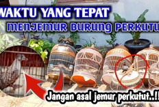 Apakah Burung Perkutut Wajib Dijemur Setiap Hari? Temukan Jawabannya Disini!