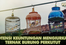 Rahasia Sukses Bisnis Perkutut: Modal Minim, Omzet Jutaan, Cocok untuk Pemula yang Mau Cuan!