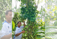 Demi Ketahanan Ekonomi, Pemkab Lahat Imbau Petani Jaga Komoditas Perkebunan, Ini Alasannya