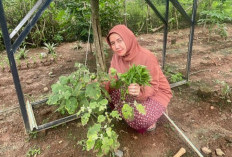 Ciptakan Ketahanan Pangan, Manfaatkan Perkarangan Belakang Rumah Panen Berbagai Sayuran dan Buah, Intip Yuk 