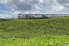 Kabawetan, Wisata Sejuk dengan Keindahan Alam di Kepahiang