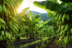 Inilah Kelima Daerah Penghasil Pisang Terbanyak di Sumatera Selatan 2025!