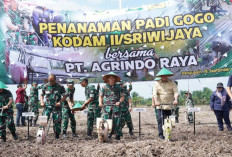 Pangdam II Sriwijaya Canangkan Penanaman Padi Gogo, Ini Lokasinya