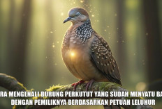 Cara Mengenali Burung Perkutut yang Sudah Menyatu Batin dengan Pemiliknya Berdasarkan Petuah Leluhur