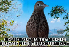 Dengar Suaranya Saja Bisa Merinding! Katuranggan Perkutut Ini Bikin Sultan Kepincut