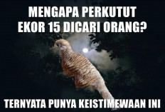 Mengapa Perkutut Ekor 15 Dicari Orang? Ternyata Punya Keistimewaan Ini