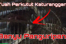 7 Jenis Burung Perkutut Katuranggan yang Dipercaya Membawa Rezeki dan Keberuntungan