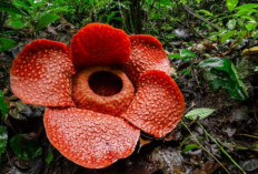 6 Fakta Unik Bunga Rafflesia Arnodii, Bunga Terbesar di Dunia Yang Tumbuh Langka di Indonesia