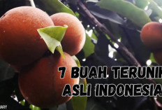 7 Buah Unik Asli Indonesia yang Jarang Diketahui, Apa Saja?